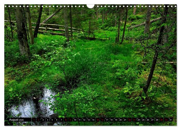 Produktbild: Tiveden, der NatURWALD in Schweden (Wandkalender 2026 DIN A3 quer), CALVENDO Monatskalender