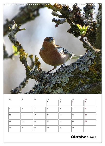Produktbild: Amsel, Drossel, Fink und Star - beobachtet (Wandkalender 2026 DIN A2 hoch), CALVENDO Monatskalender