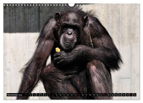 Produktbild: Schimpansen (Wandkalender 2026 DIN A3 quer), CALVENDO Monatskalender