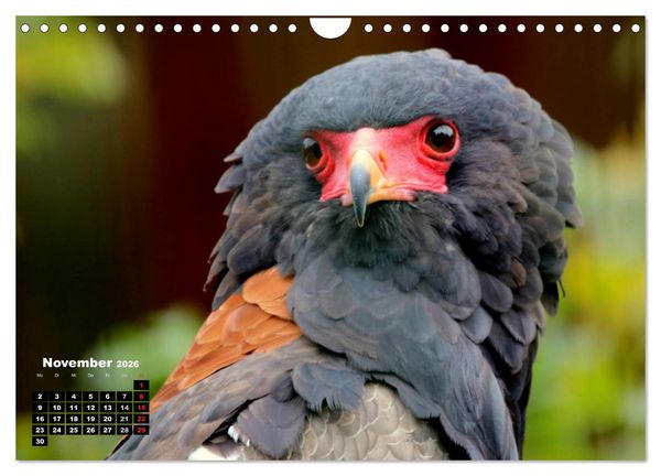 Produktbild: Greifv&ouml;gel, Eulen und K&auml;uze (Wandkalender 2026 DIN A4 quer), CALVENDO Monatskalender
