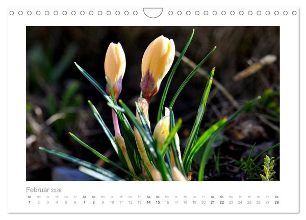 Produktbild: Blumen zart und sch&ouml;n (Wandkalender 2026 DIN A4 quer), CALVENDO Monatskalender