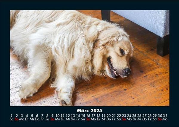 Produktbild: Hundezauber 2025 Fotokalender DIN A5