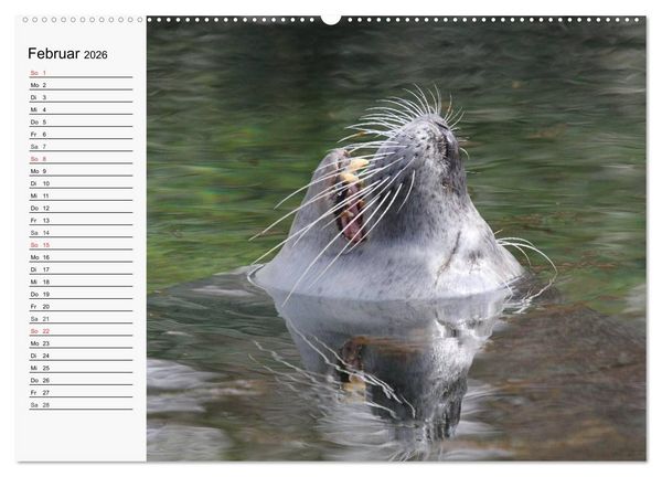 Produktbild: Seehunde und Otter. Putzige Gesellen, perfekte Schwimmer (Wandkalender 2026 DIN A2 quer), CALVENDO Monatskalender