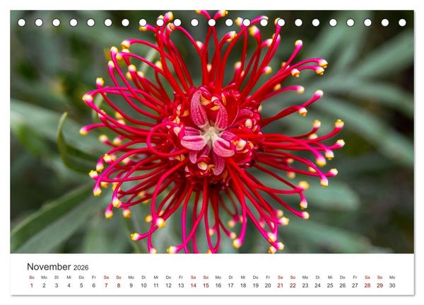 Produktbild: Die magische Welt der Blumen (Tischkalender 2026 DIN A5 quer), CALVENDO Monatskalender