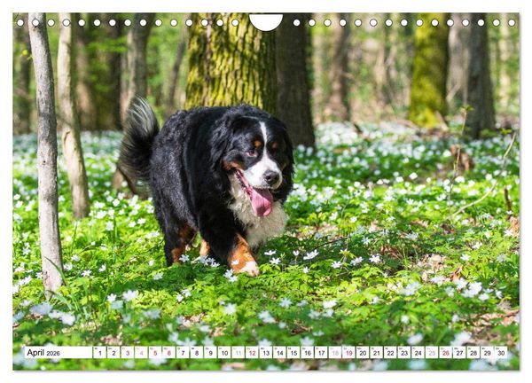 Produktbild: Ein Herz auf 4 Pfoten - Berner Sennenhund (Wandkalender 2026 DIN A4 quer), CALVENDO Monatskalender
