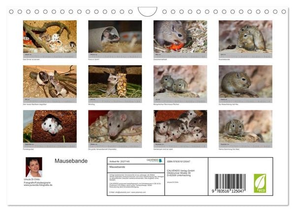 Produktbild: Mausebande (Wandkalender 2026 DIN A4 quer), CALVENDO Monatskalender