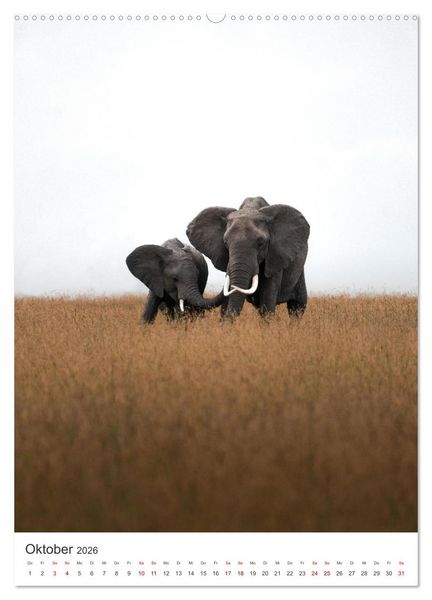Produktbild: Elefanten - Die Herzeroberer der Tierwelt. (hochwertiger Premium Wandkalender 2026 DIN A2 hoch), Kunstdruck in Hochglanz