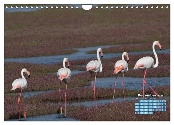 Produktbild: Birds of the Southern African Wild (Wall Calendar 2026 DIN A4 landscape), CALVENDO 12 Month Wall Calendar