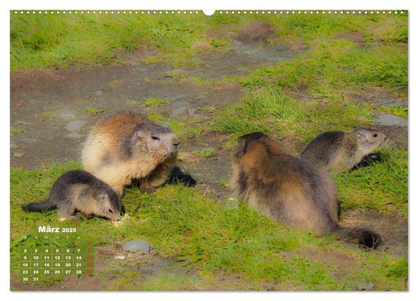 Produktbild: Gro&szlig;glockner, Alpen, Murmeltiere & mehr by VogtArt (hochwertiger Premium Wandkalender 2026 DIN A2 quer), Kunstdruck in Hochglanz