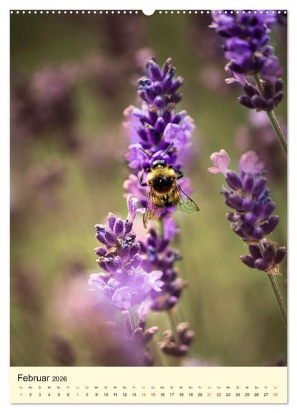Produktbild: Provence Lavendel Paradies (Wandkalender 2026 DIN A2 hoch), CALVENDO Monatskalender