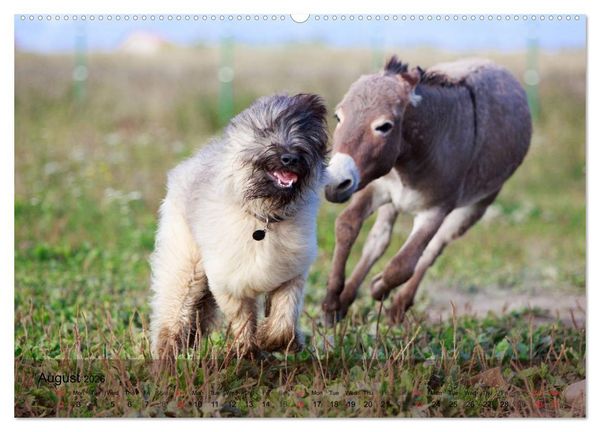 Produktbild: Little Donkey with Friends (High Quality Premium Wall Calendar 2026 DIN A2 landscape),CALVENDO 12 Month Wall Calendar