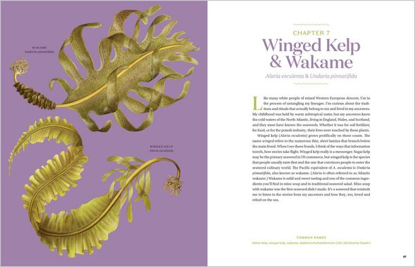 Produktbild: Edible & Medicinal Seaweeds