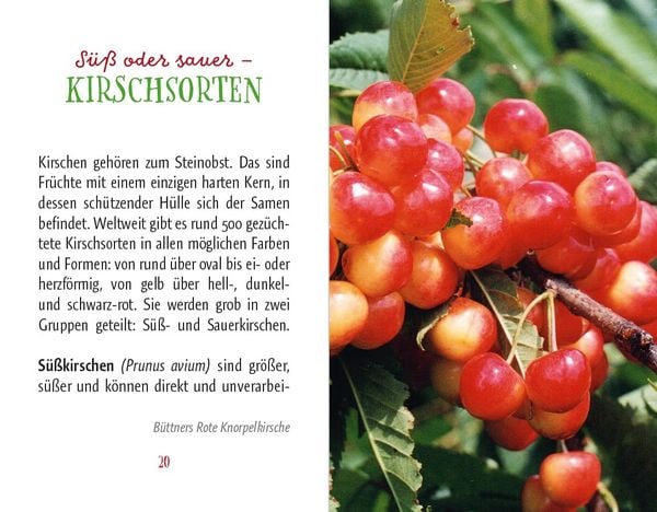 Produktbild: Kirschen