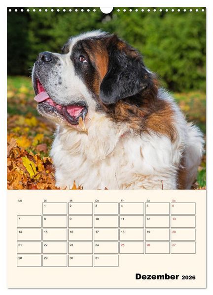 Produktbild: Bernhardiner - Mit dem St. Bernhardshund durch das Jahr (Wandkalender 2026 DIN A3 hoch), CALVENDO Monatskalender
