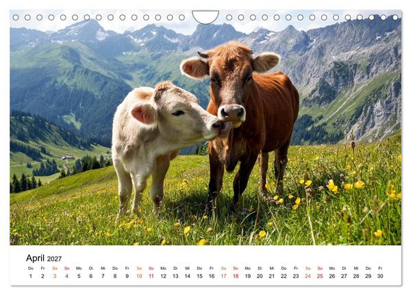 Produktbild: Bergk&uuml;he auf der Alm - Natur pur (Wandkalender 2027 DIN A4 quer), CALVENDO Monatskalender