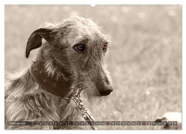 Produktbild: Windhunde eye-catcher (Wandkalender 2026 DIN A2 quer), CALVENDO Monatskalender
