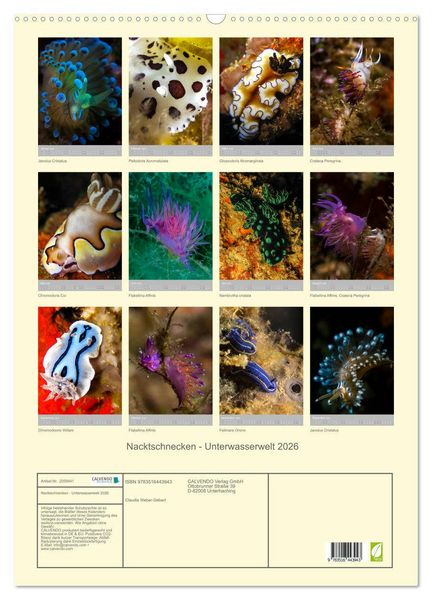 Produktbild: Nacktschnecken - Unterwasserwelt 2026 (Wandkalender 2026 DIN A2 hoch), CALVENDO Monatskalender