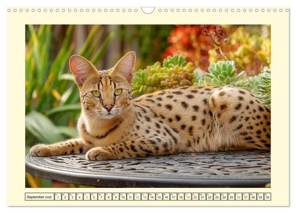 Produktbild: Savannah Katzen. Exotische Wildsch&ouml;nheiten im Naturgarten (Wandkalender 2026 DIN A3 quer), CALVENDO Monatskalender