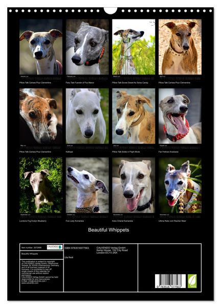 Produktbild: Beautiful Whippets (Wall Calendar 2026 DIN A3 portrait), CALVENDO 12 Month Wall Calendar