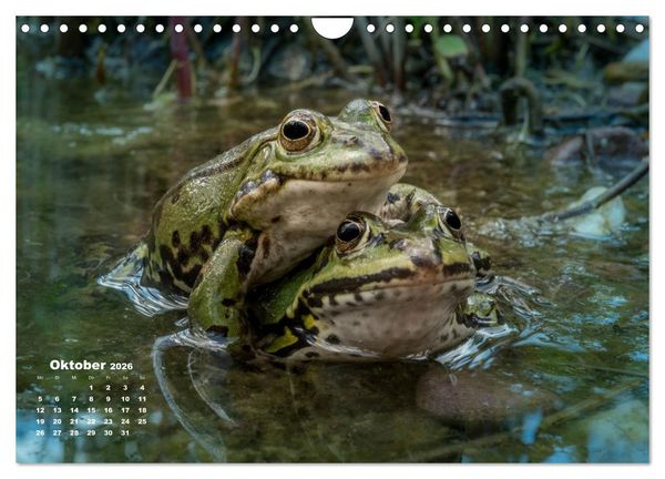 Produktbild: Gl&uuml;ckliche Fr&ouml;sche (Wandkalender 2026 DIN A4 quer), CALVENDO Monatskalender