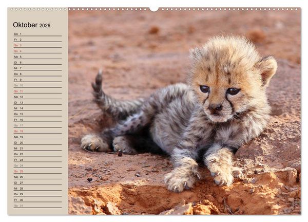 Produktbild: Afrikas wildes Kinderzimmer (Wandkalender 2026 DIN A2 quer), CALVENDO Monatskalender