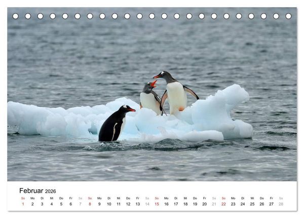 Produktbild: Im Reich der Pinguine (Tischkalender 2026 DIN A5 quer), CALVENDO Monatskalender