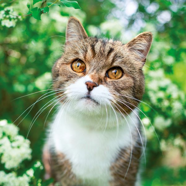 Produktbild: Katzen / Cats 2027