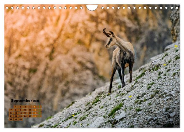 Produktbild: Big Five der Alpen G&auml;mse, Steinbock, Murmeltier, Steinadler, Bartgeier (Wandkalender 2026 DIN A4 quer), CALVENDO Monatskalender