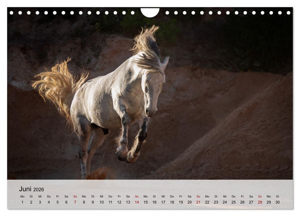 Produktbild: Pferde 2026 Kraft und Anmut (Wandkalender 2026 DIN A4 quer), CALVENDO Monatskalender