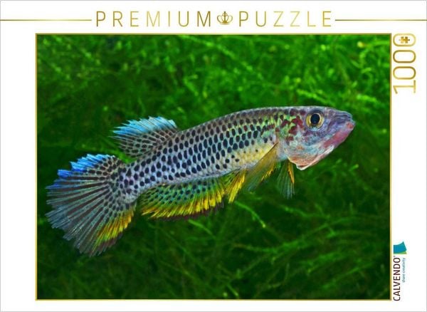 Produktbild: CALVENDO Puzzle Epiplatys esekanus - Kamerun | 1000 Teile Lege-Gr&ouml;&szlig;e 64x48cm Foto-Puzzle f&uuml;r gl&uuml;ckliche Stunden