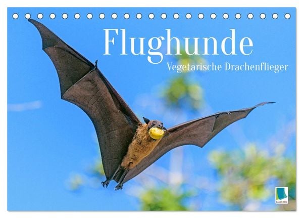 Produktbild: Flughunde: Vegetarische Drachenflieger (Tischkalender 2026 DIN A5 quer), CALVENDO Monatskalender