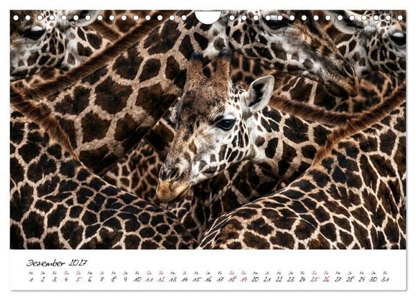 Produktbild: Better Together - Herdenmomente (Wandkalender 2027 DIN A4 quer), CALVENDO Monatskalender