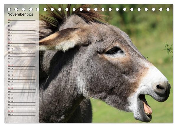 Produktbild: Esel. H&uuml;bsch, klug und flei&szlig;ig (Tischkalender 2026 DIN A5 quer), CALVENDO Monatskalender