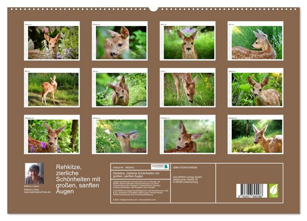 Produktbild: Rehkitze, zierliche Sch&ouml;nheiten mit gro&szlig;en, sanften Augen (hochwertiger Premium Wandkalender 2026 DIN A2 quer), Kunstdruck in Hochglanz