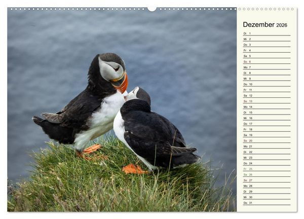 Produktbild: Die Papageientaucher von Island (hochwertiger Premium Wandkalender 2026 DIN A2 quer), Kunstdruck in Hochglanz