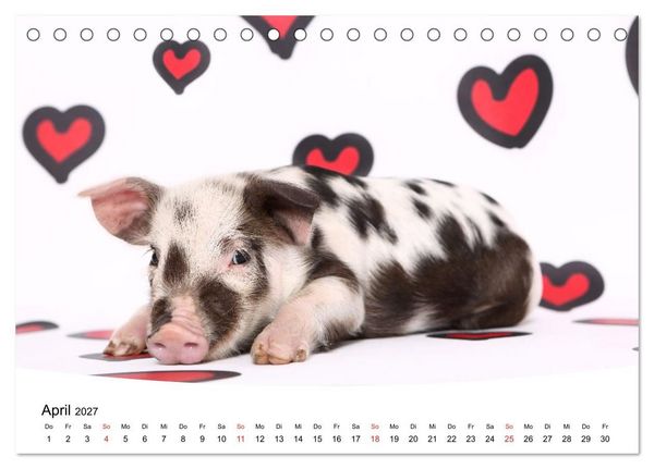 Produktbild: Niedliche Ferkel lovely piglets (Tischkalender 2027 DIN A5 quer), CALVENDO Monatskalender