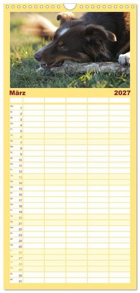 Produktbild: Familienplaner 2027 - Australian Shepherd - Treue Blicke, wilde Herzen mit 5 Spalten (Wandkalender, 21 x 45 cm) CALVENDO