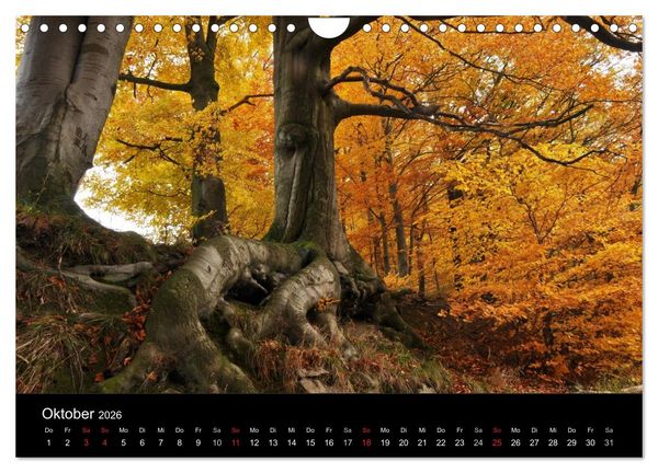 Produktbild: Wurzelwerke (Wandkalender 2026 DIN A4 quer), CALVENDO Monatskalender