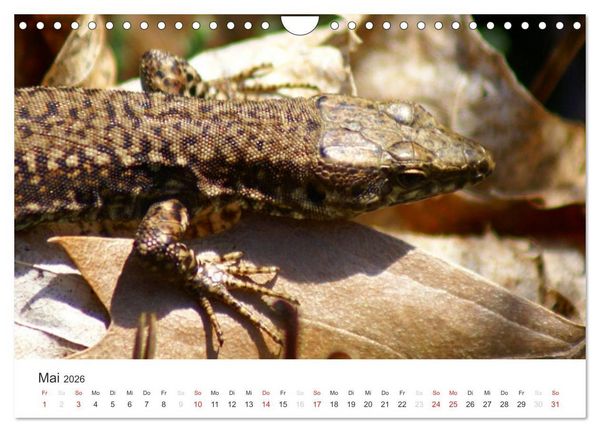 Produktbild: Das Leben der Reptilien (Wandkalender 2026 DIN A4 quer), CALVENDO Monatskalender