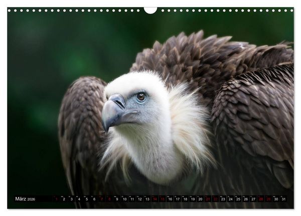 Produktbild: Wild Animals - Wilde Tiere (Wandkalender 2026 DIN A3 quer), CALVENDO Monatskalender