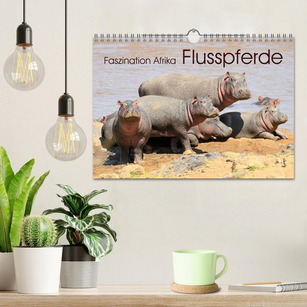 Produktbild: Faszination Afrika: Flusspferde (Wandkalender 2026 DIN A4 quer), CALVENDO Monatskalender