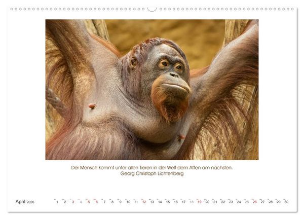 Produktbild: Der Tierkalender mit Zitaten, Weisheiten und Spr&uuml;chen (Wandkalender 2026 DIN A2 quer), CALVENDO Monatskalender