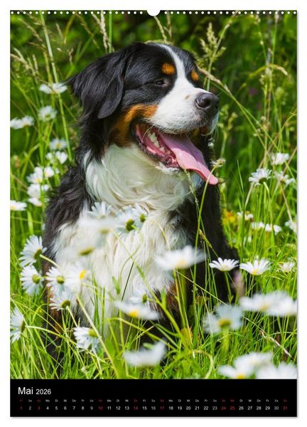 Produktbild: Berner Sennenhund 2026 (hochwertiger Premium Wandkalender 2026 DIN A2 hoch), Kunstdruck in Hochglanz