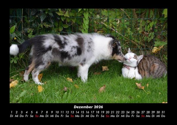 Produktbild: F&uuml;r Katzenfreunde 2026 Fotokalender DIN A3