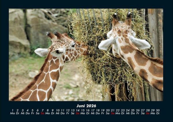 Produktbild: Giraffen 2026 Fotokalender DIN A4