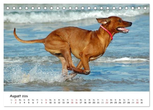 Produktbild: Rhodesian Ridgebacks in Aktion (Tischkalender 2026 DIN A5 quer), CALVENDO Monatskalender