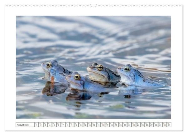 Produktbild: Wenn Fr&ouml;sche blau machen - das geheime Leben der Moorfr&ouml;sche von Tanja Riedel (hochwertiger Premium Wandkalender 2026 DIN A2 quer), Kunstdruck in Hochglanz