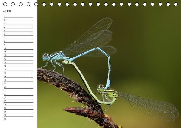 Produktbild: Libellen Geburtstagskalender (Tischkalender immerw&auml;hrend DIN A5 quer)