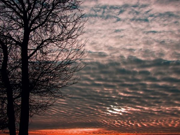 Produktbild: CALVENDO Puzzle Baum im Licht des Abendhimmels | 1000 Teile Lege-Gr&ouml;&szlig;e 64x48cm Foto-Puzzle f&uuml;r gl&uuml;ckliche Stunden