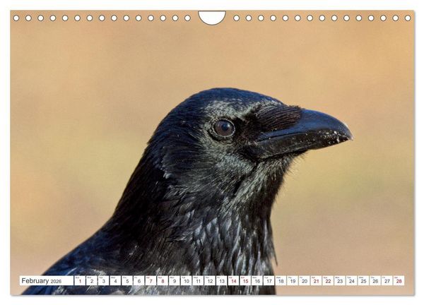 Produktbild: Corvids - Black and Beautiful (Wall Calendar 2026 DIN A4 landscape), CALVENDO 12 Month Wall Calendar